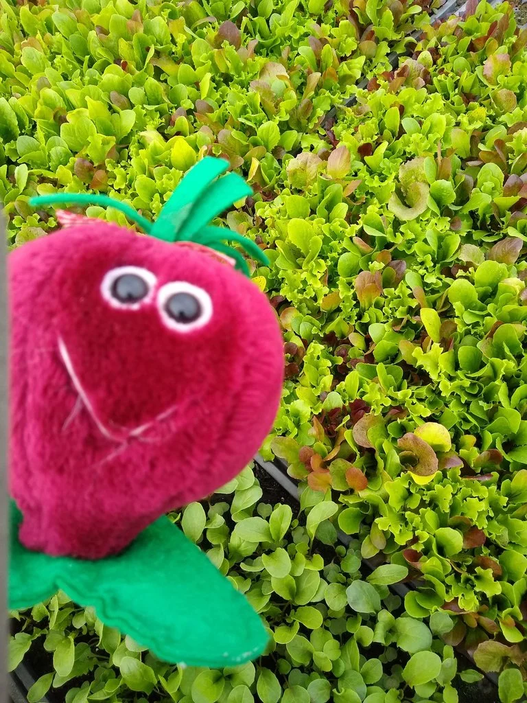 rsz_beetie_and_greens.jpg