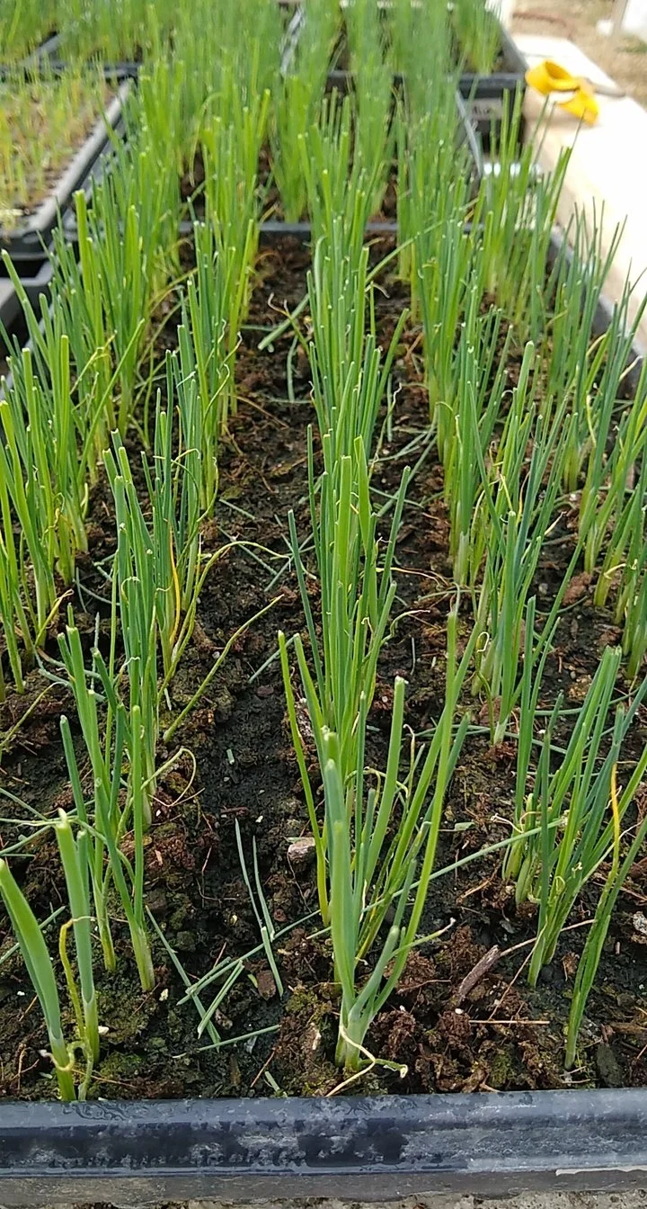 Leeks in the greenhouse, recently trimmed and looking smart!