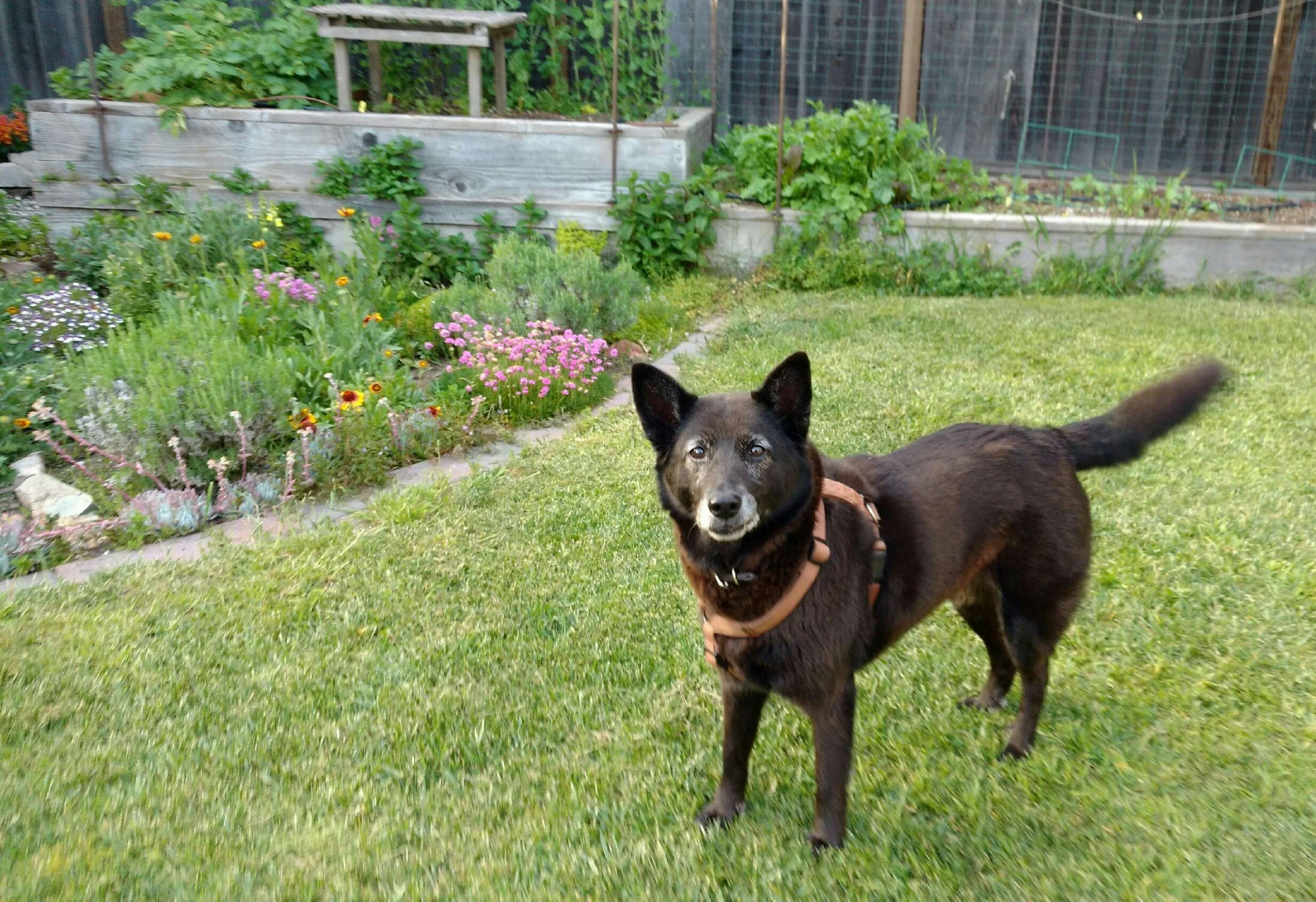“Does a dog have…
