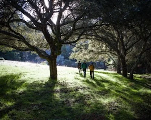 treemeadow.jpeg