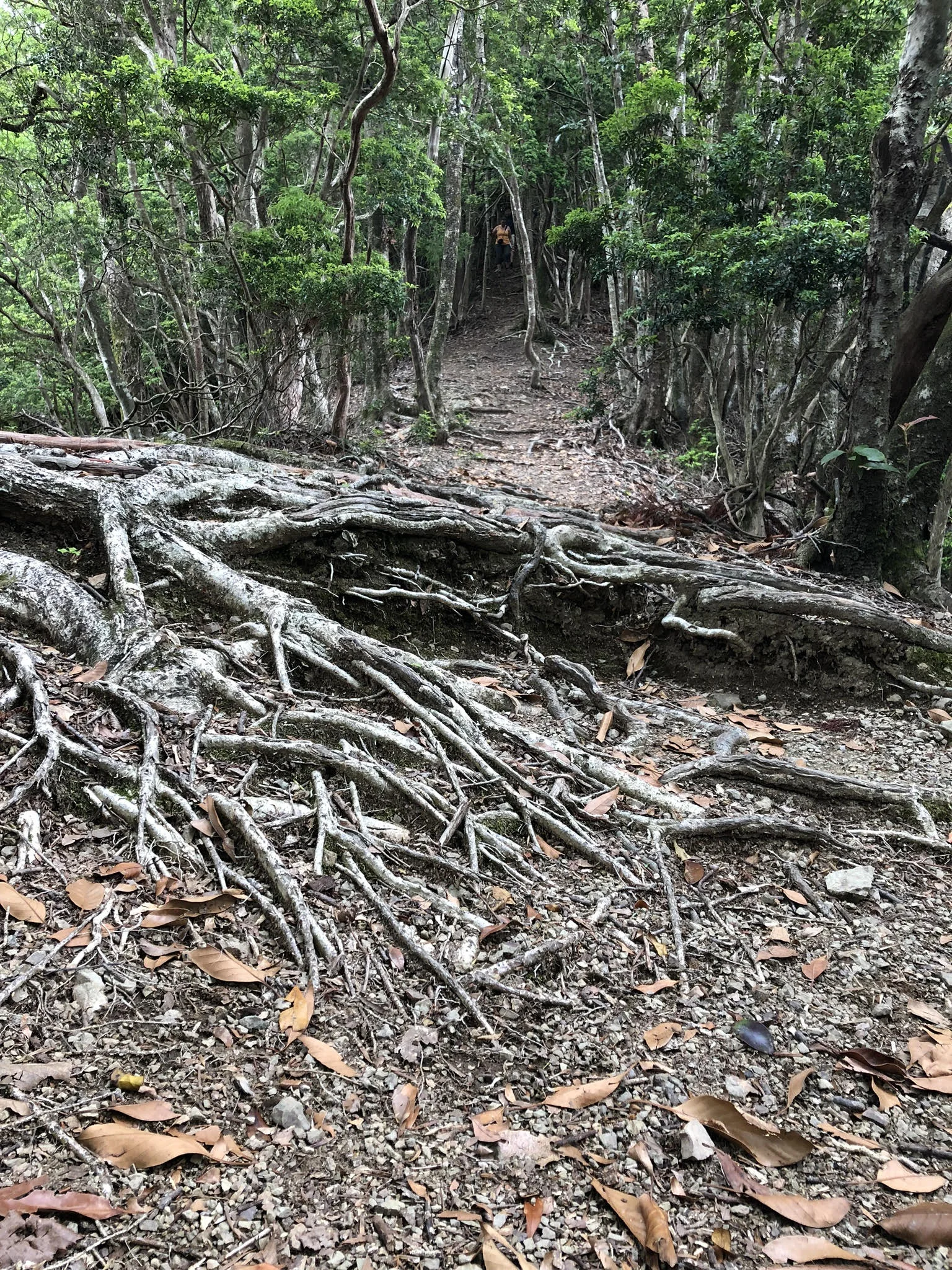 the roots of underland sprawl above ground, note—human in the distance is in proper proportion to the mountains and rivers