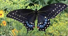 Metta Sutta -- How does this ancient teaching apply to contemporary social issues?
