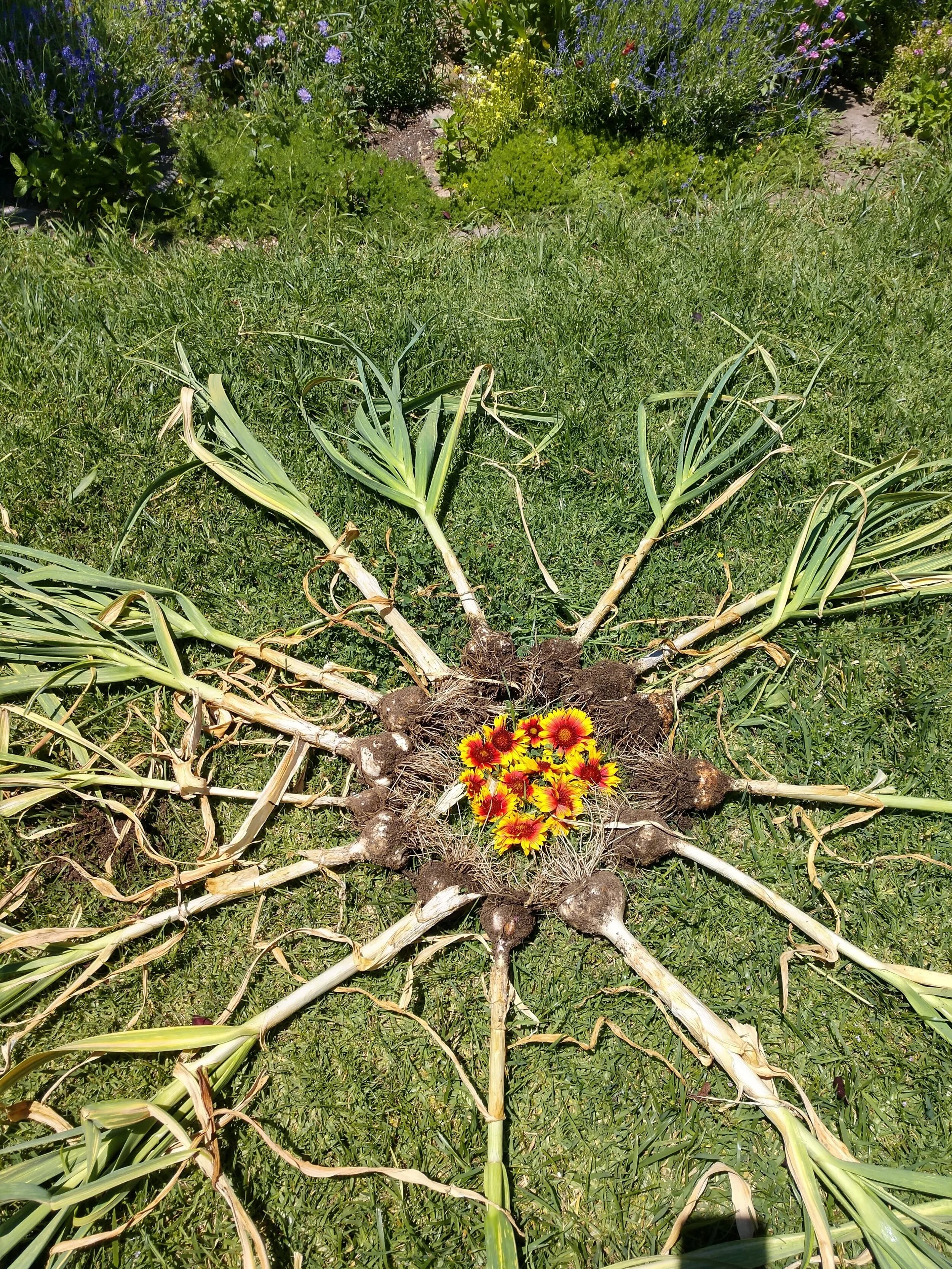 The Dharma of Garlic