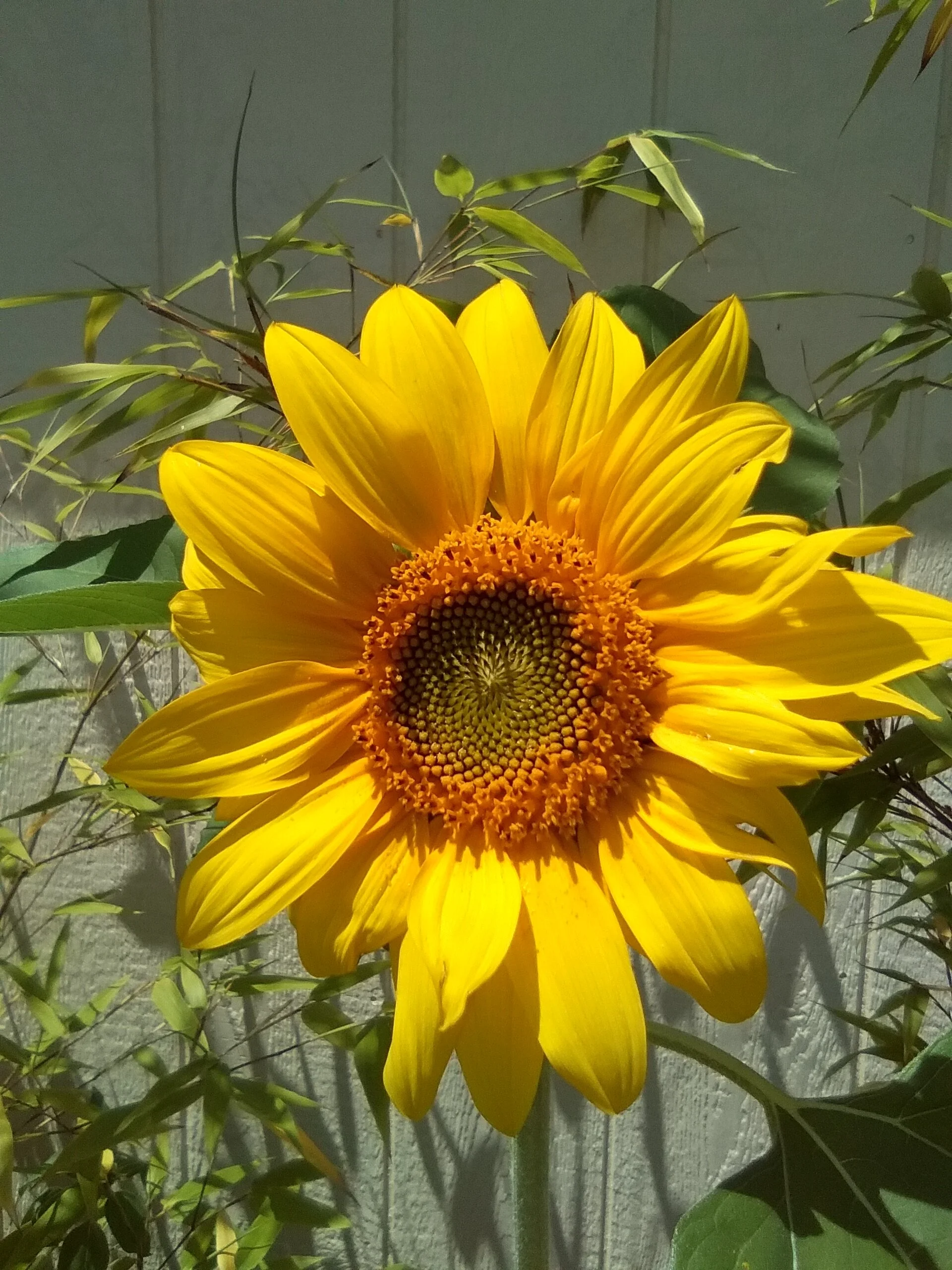 Reopening Updates: Eye-Opening Ceremony, A.M. Zazen, Time Change