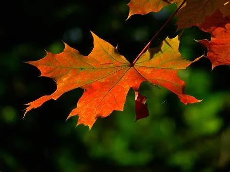 Thanksgiving Closure