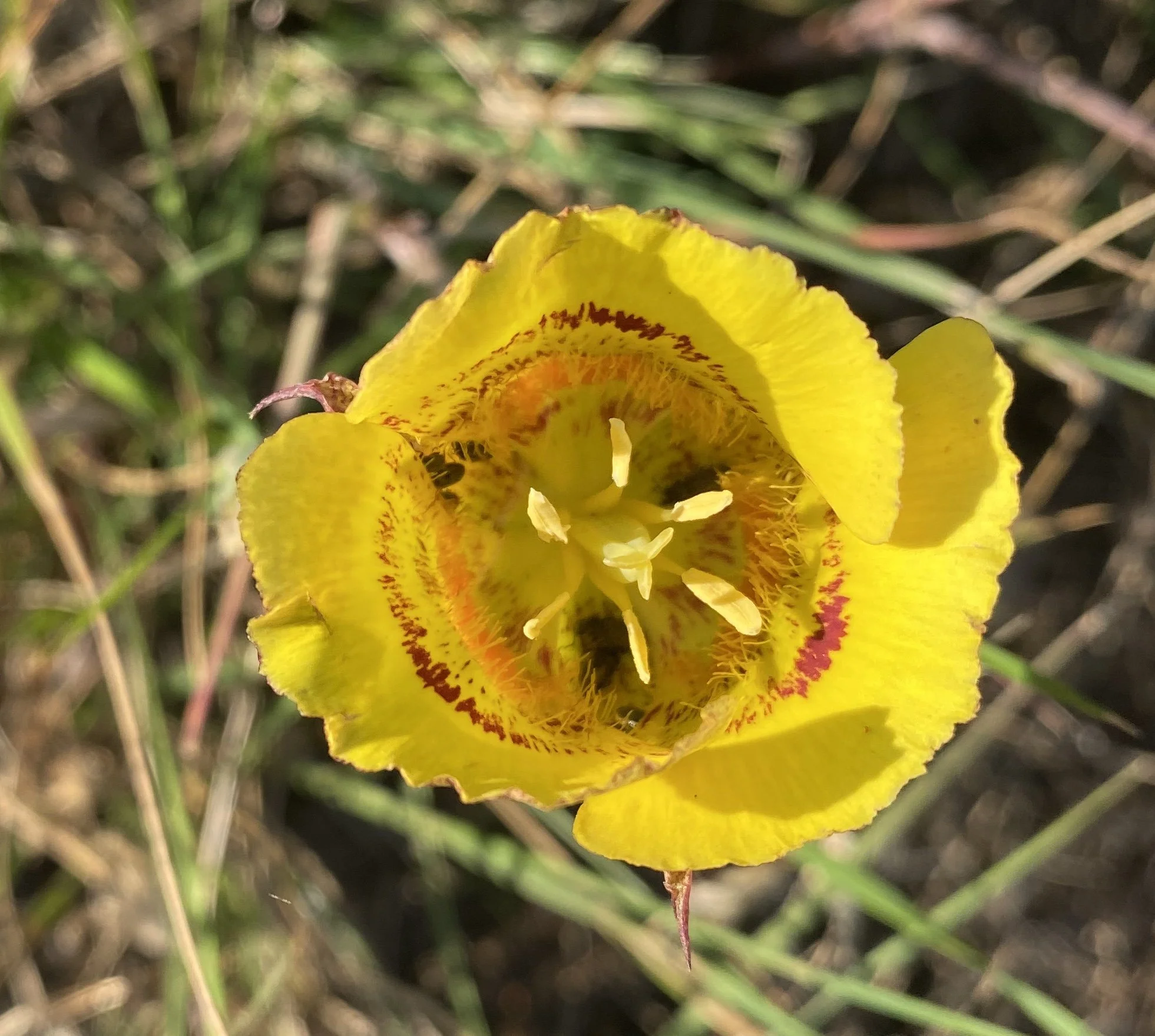 Spring 2022 Sangha Newsletter
