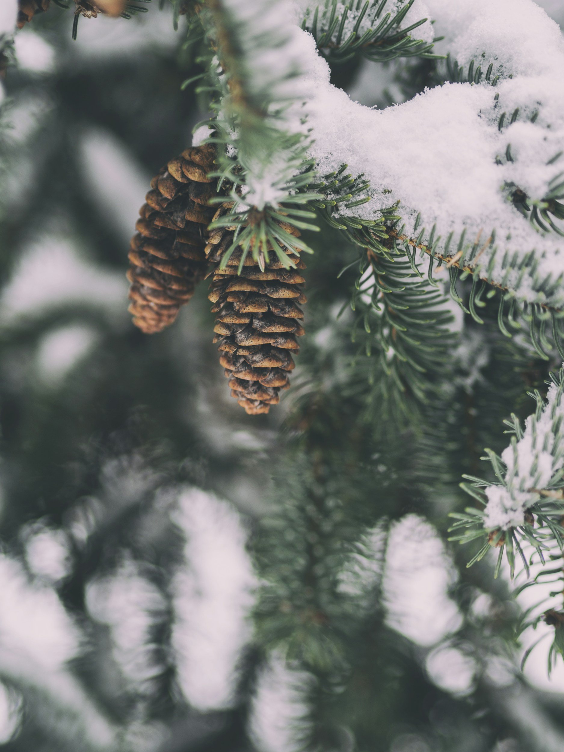 December Easy Actions for EarthCare
