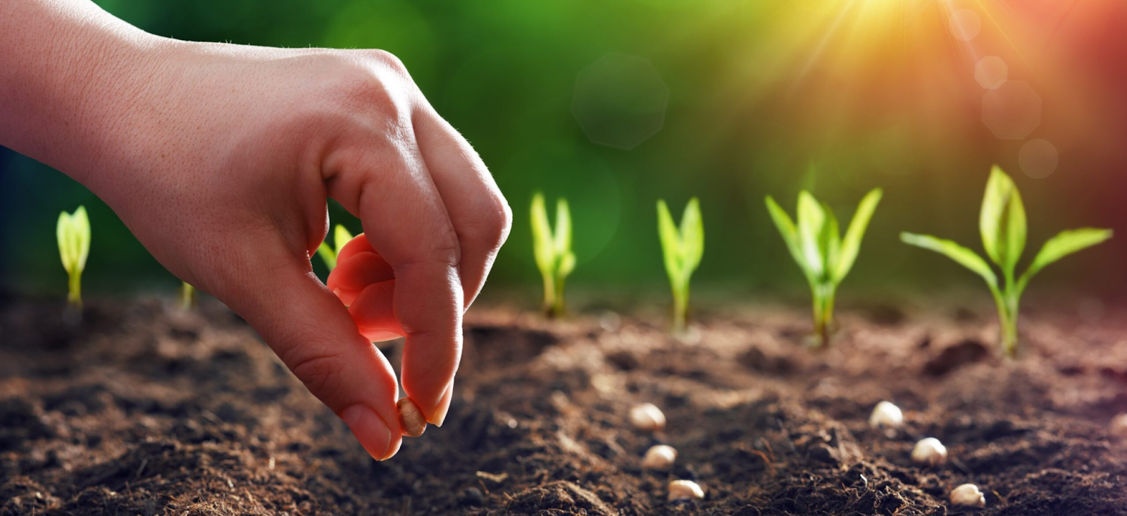 Touching Grief, Planting Hope:  An Interfaith Ceremony to Honor the Earth