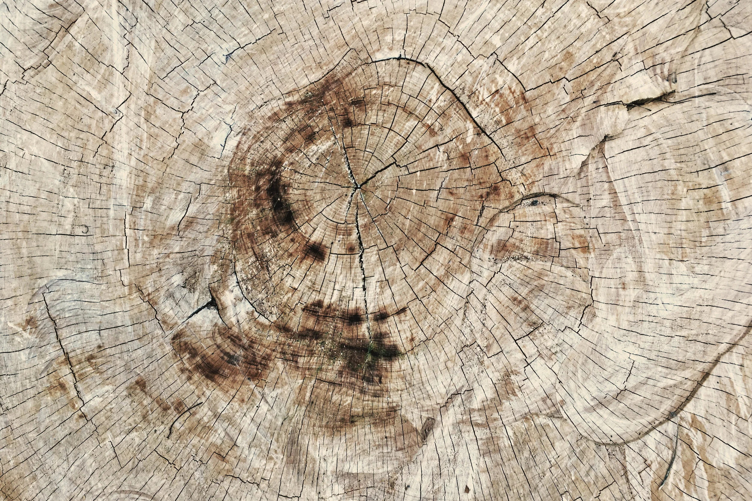 Tour Stop 5: Tree Rings