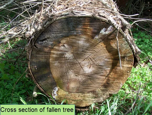 cross section of fallen tree.jpg