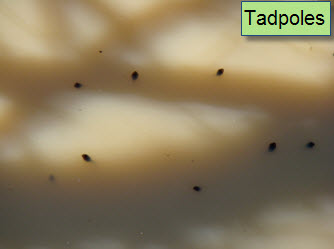 Tadpoles.jpg