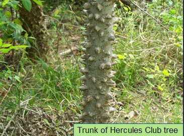 Trunk of Hercules Club.jpg