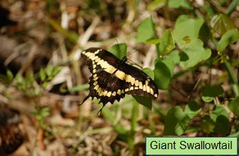 Giant Swallowtail.jpg