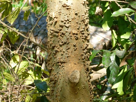 Hackberry2.jpg