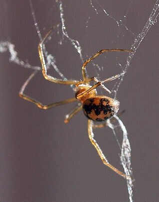 zzcobwebspider.jpg