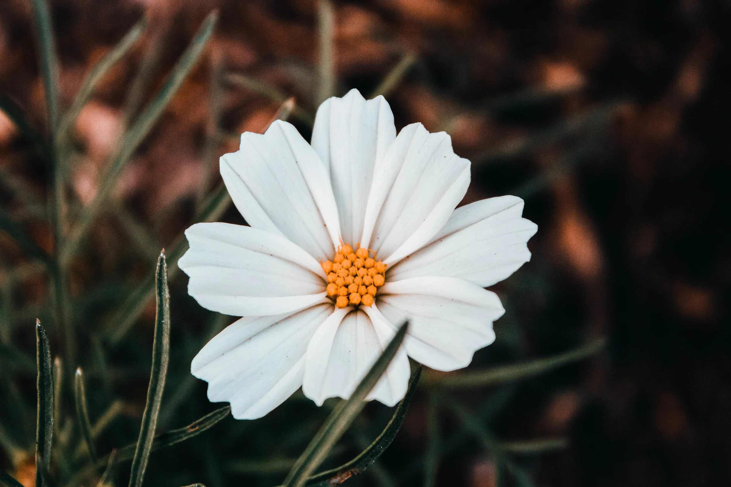 What’s Growing Now — Wildflower Update