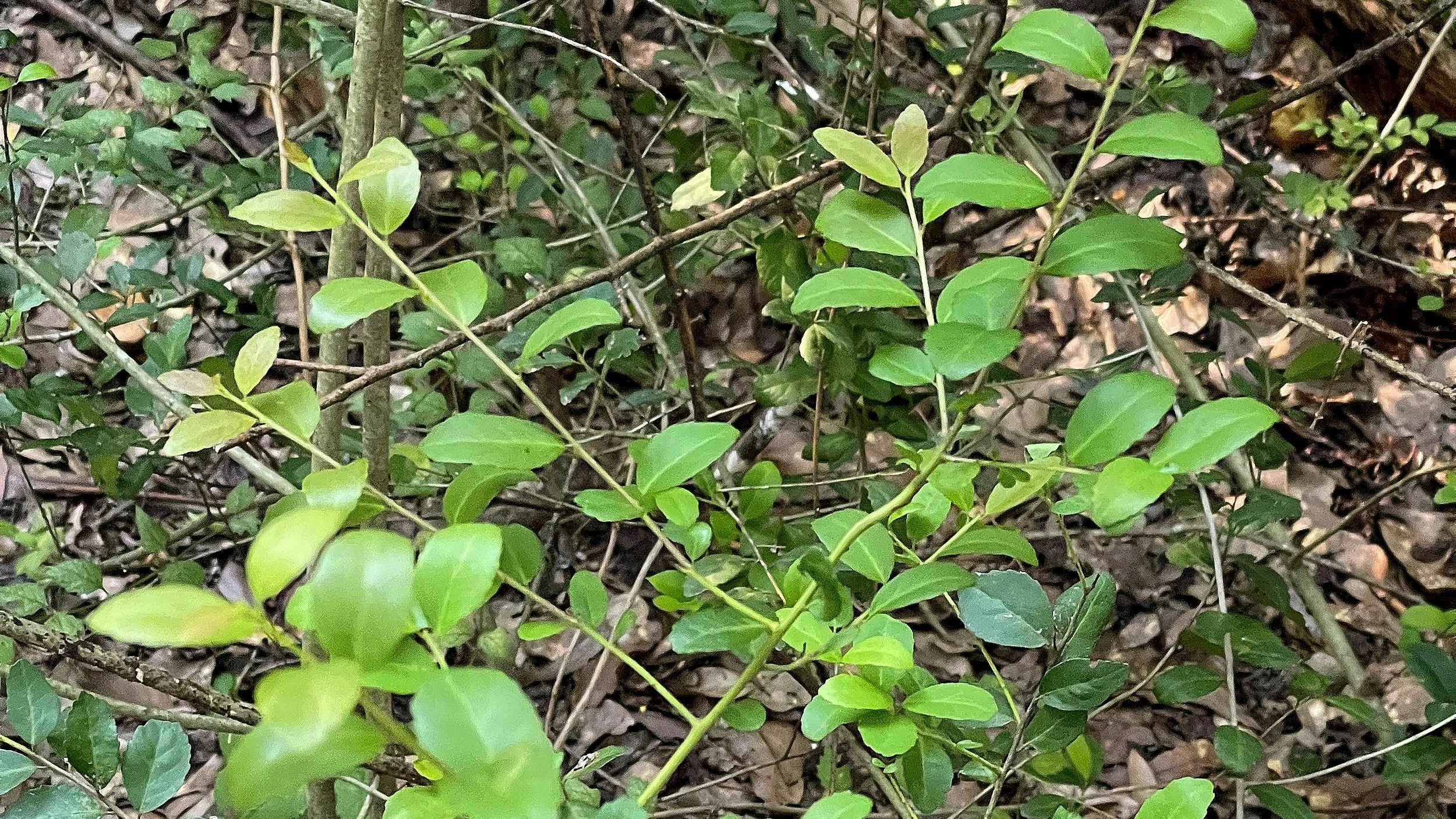 Tour Stop 4: Yaupon Holly