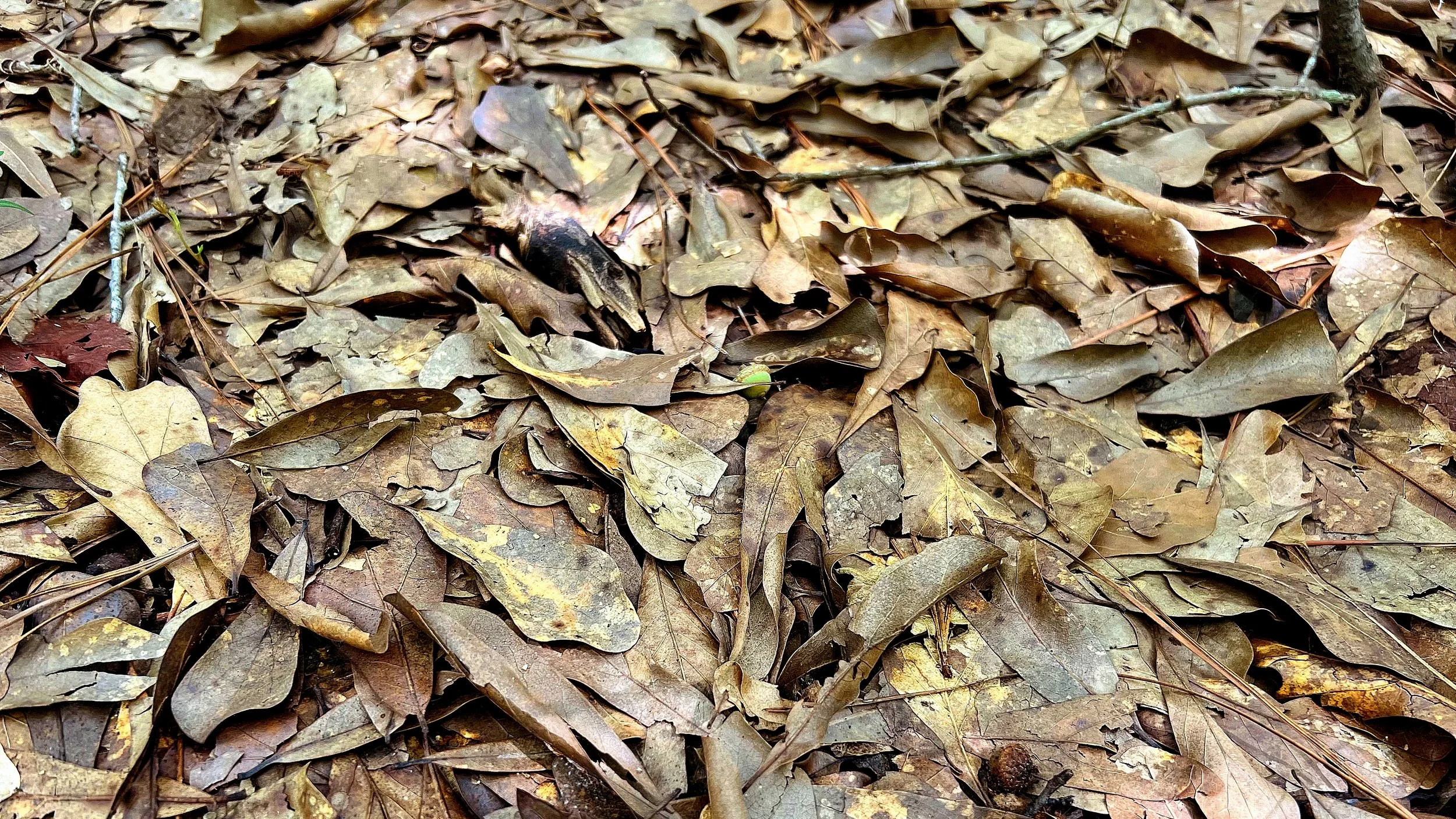 Tour Stop 15: Leaf Litter