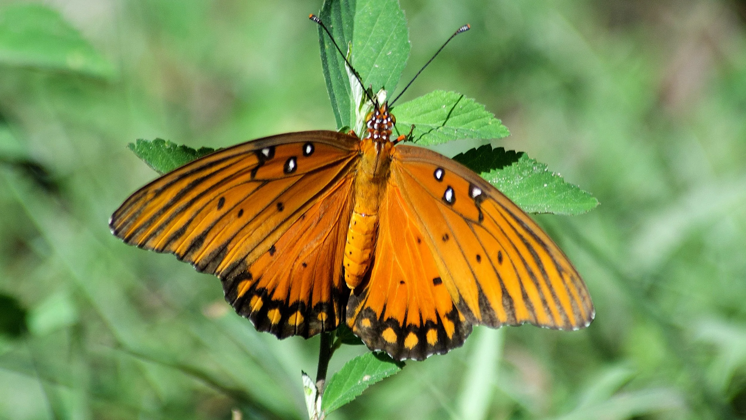 Tour Stop 18: Native Flower Gardens