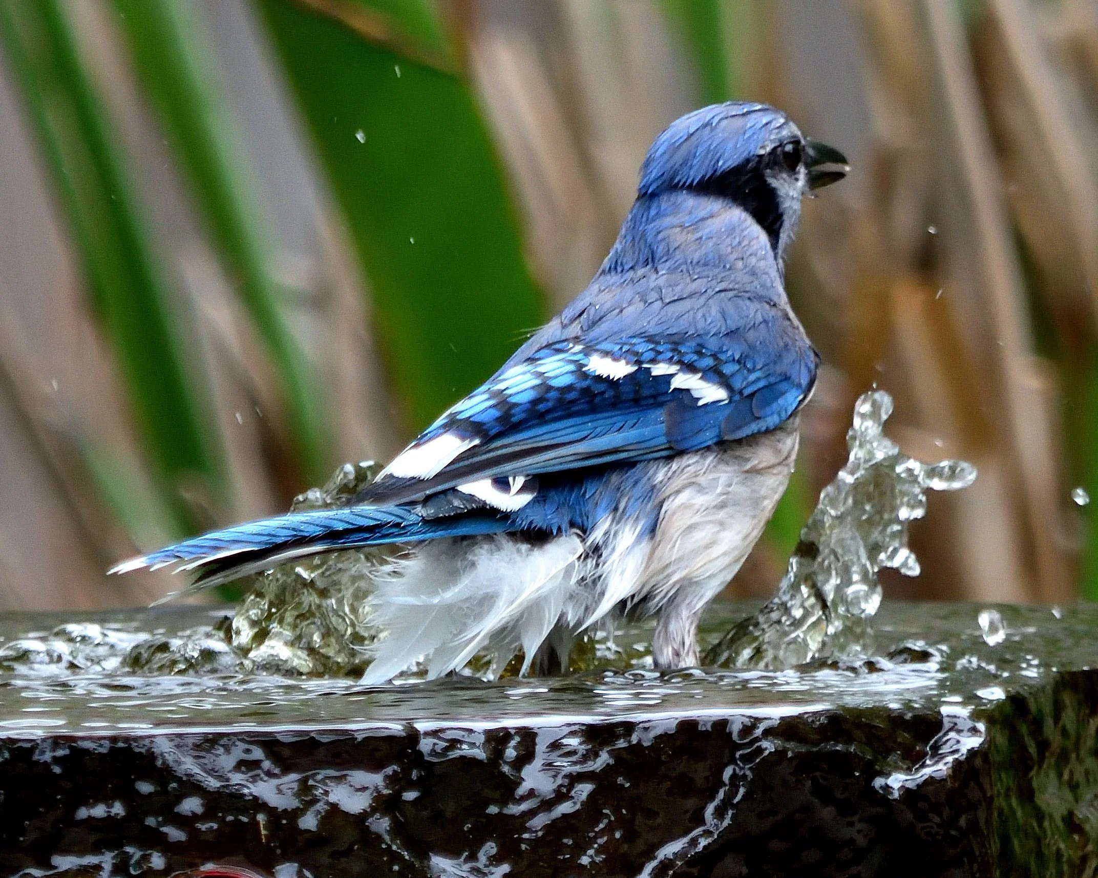 Tour Stop 20: Bird Drip and Quiet Zone