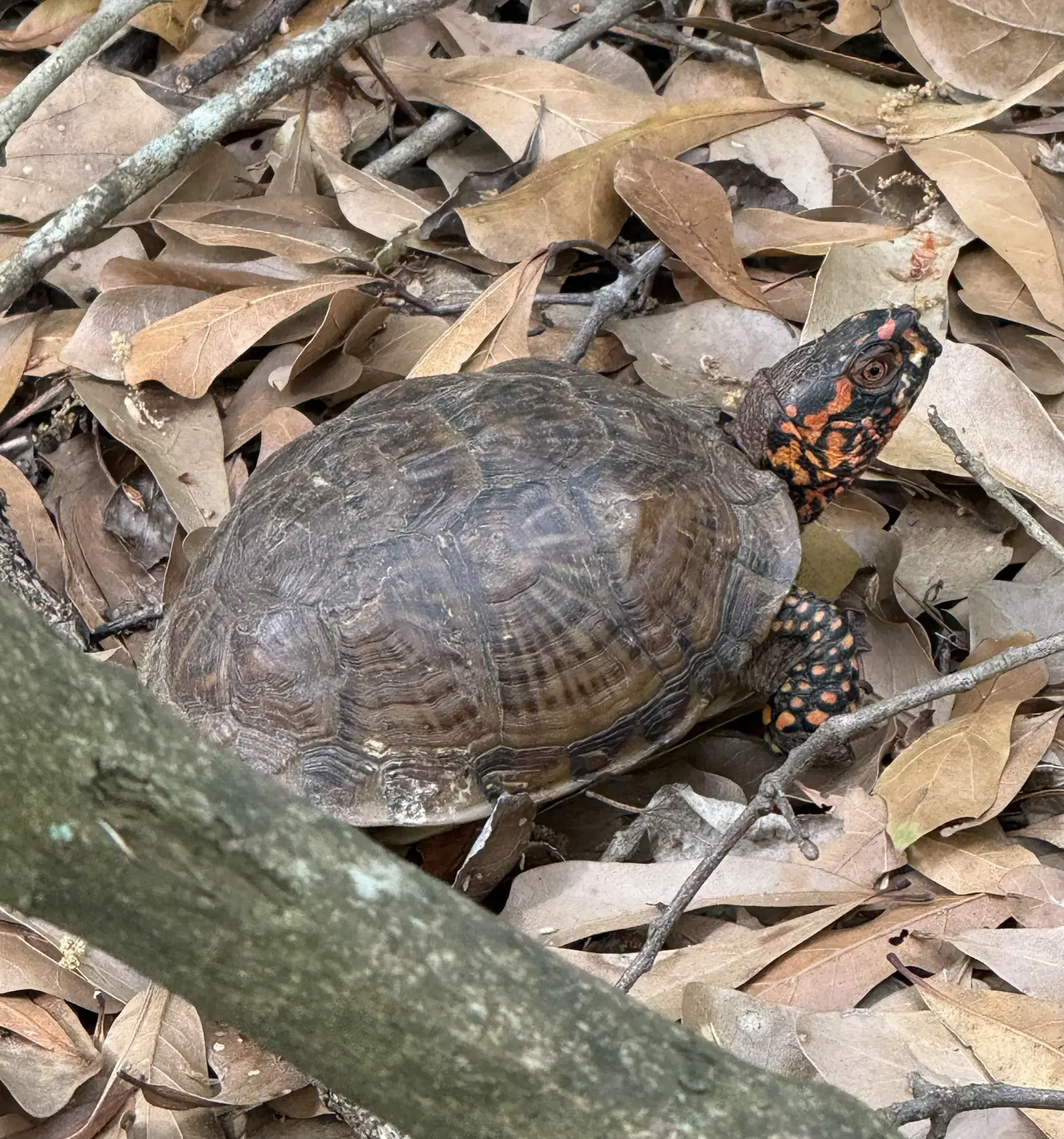 Tour Stop 23: Reptiles and Amphibians