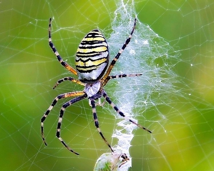 Spider - Predator, Web-building, Venom