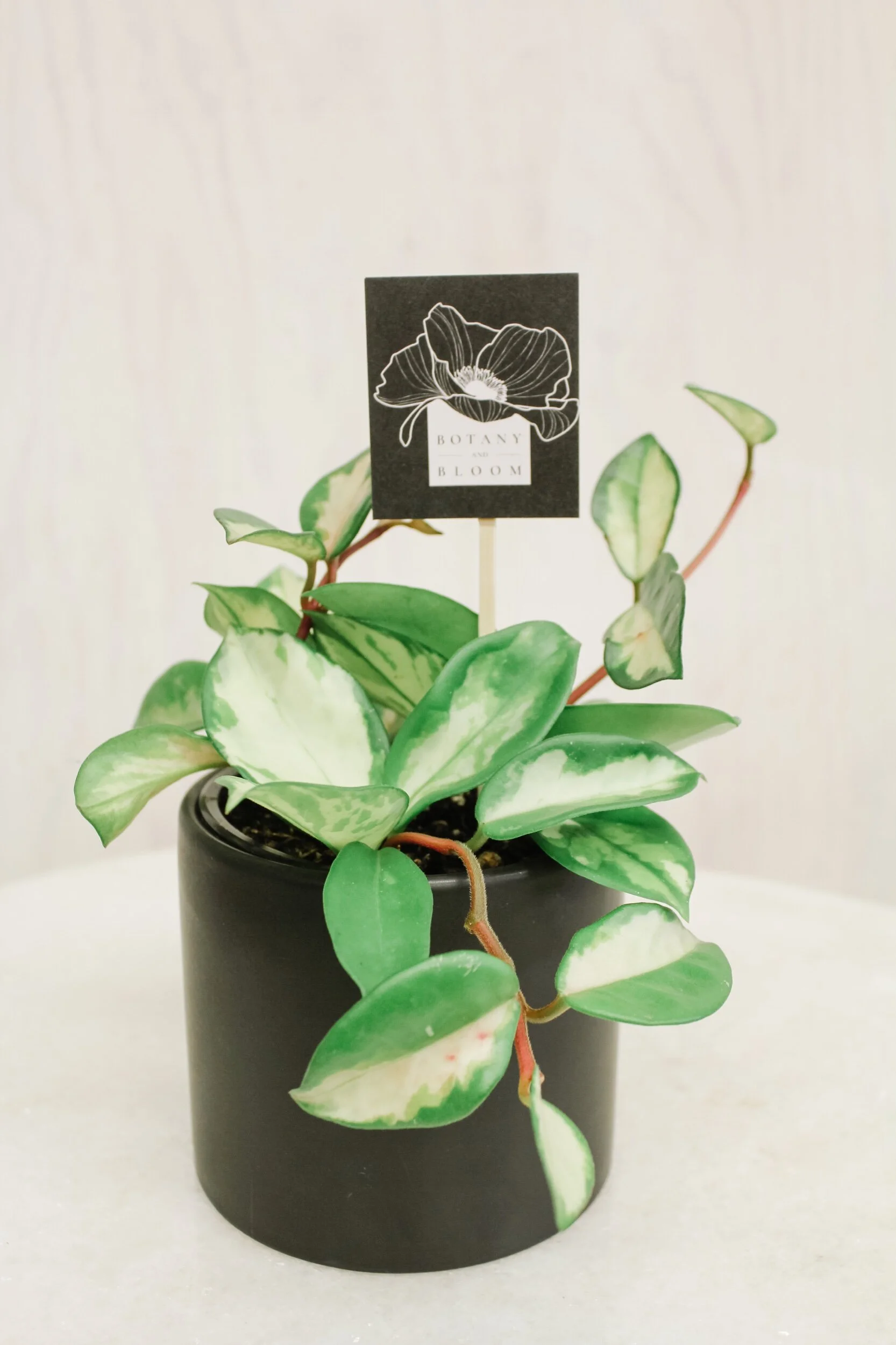 E3DB8FC6-FC8D-4026-98F6-57E86F3004C6