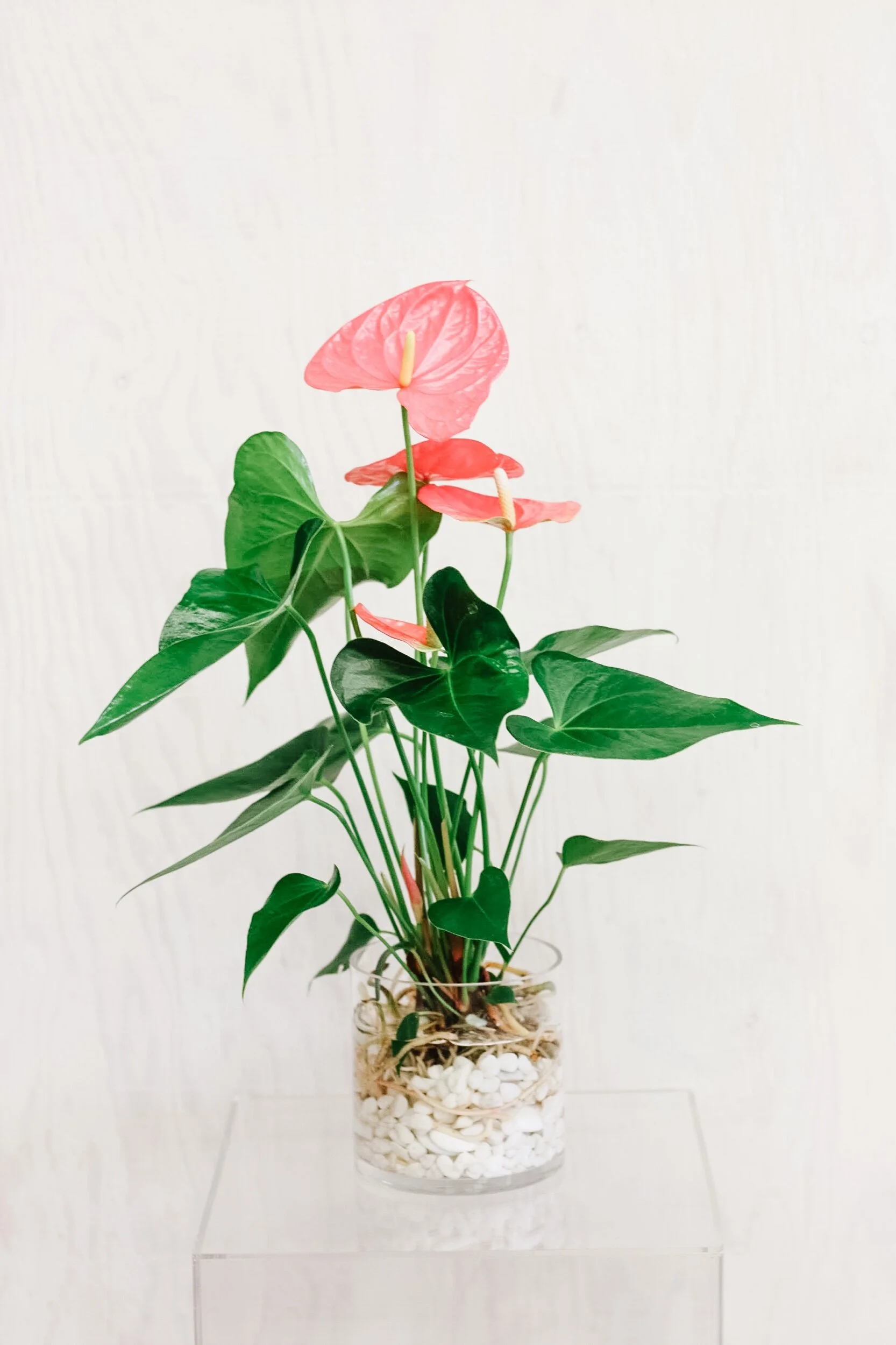 1A60FF98-9A7D-4BAD-A354-E251470D75EA