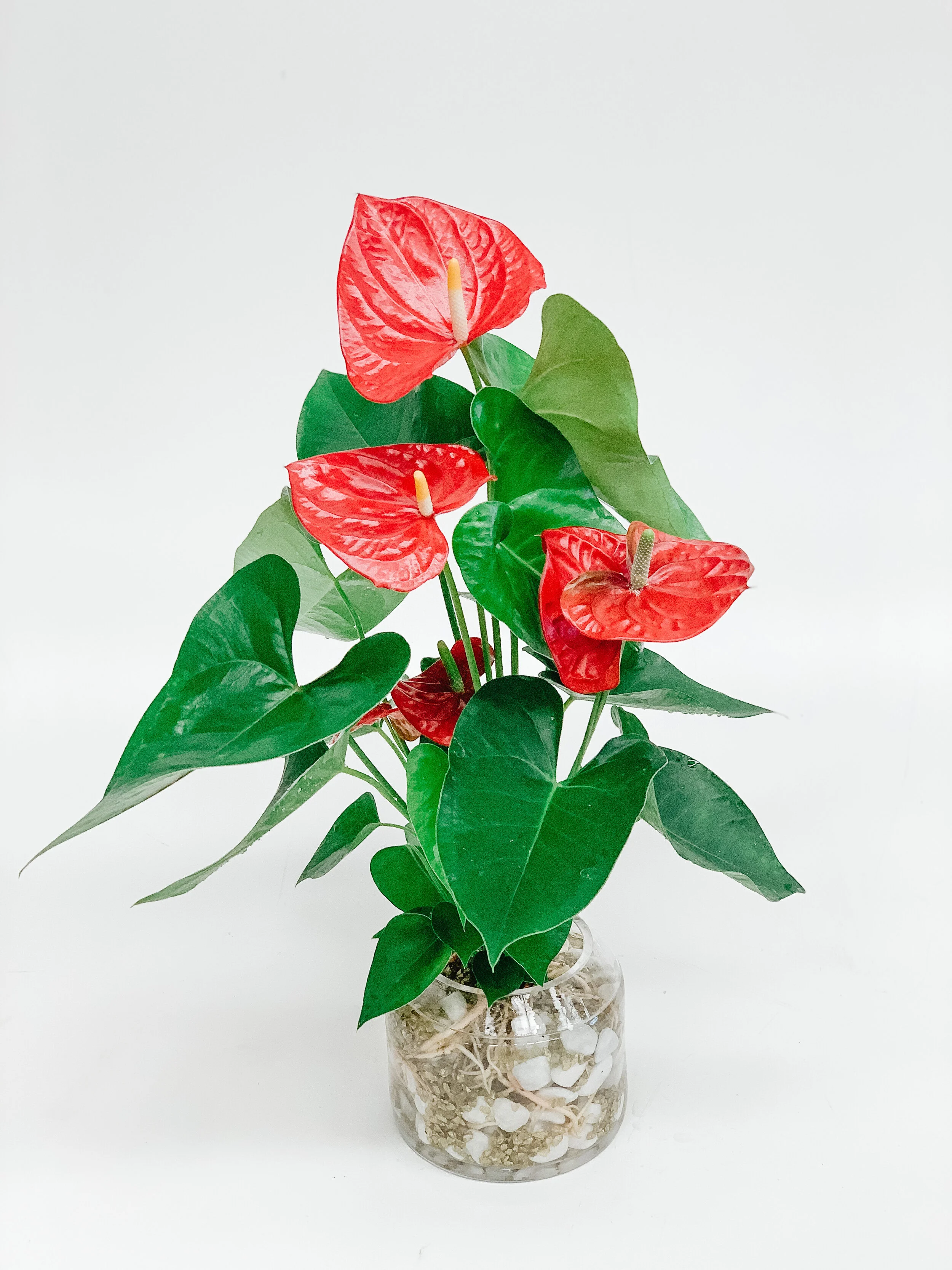 Anthurium in Glass