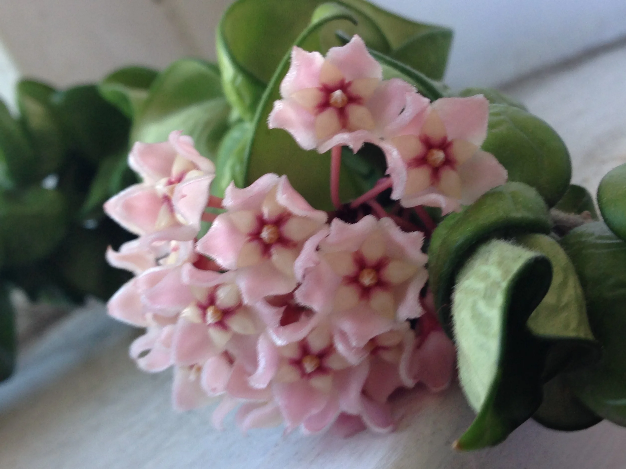 Spring Daylong Retreat