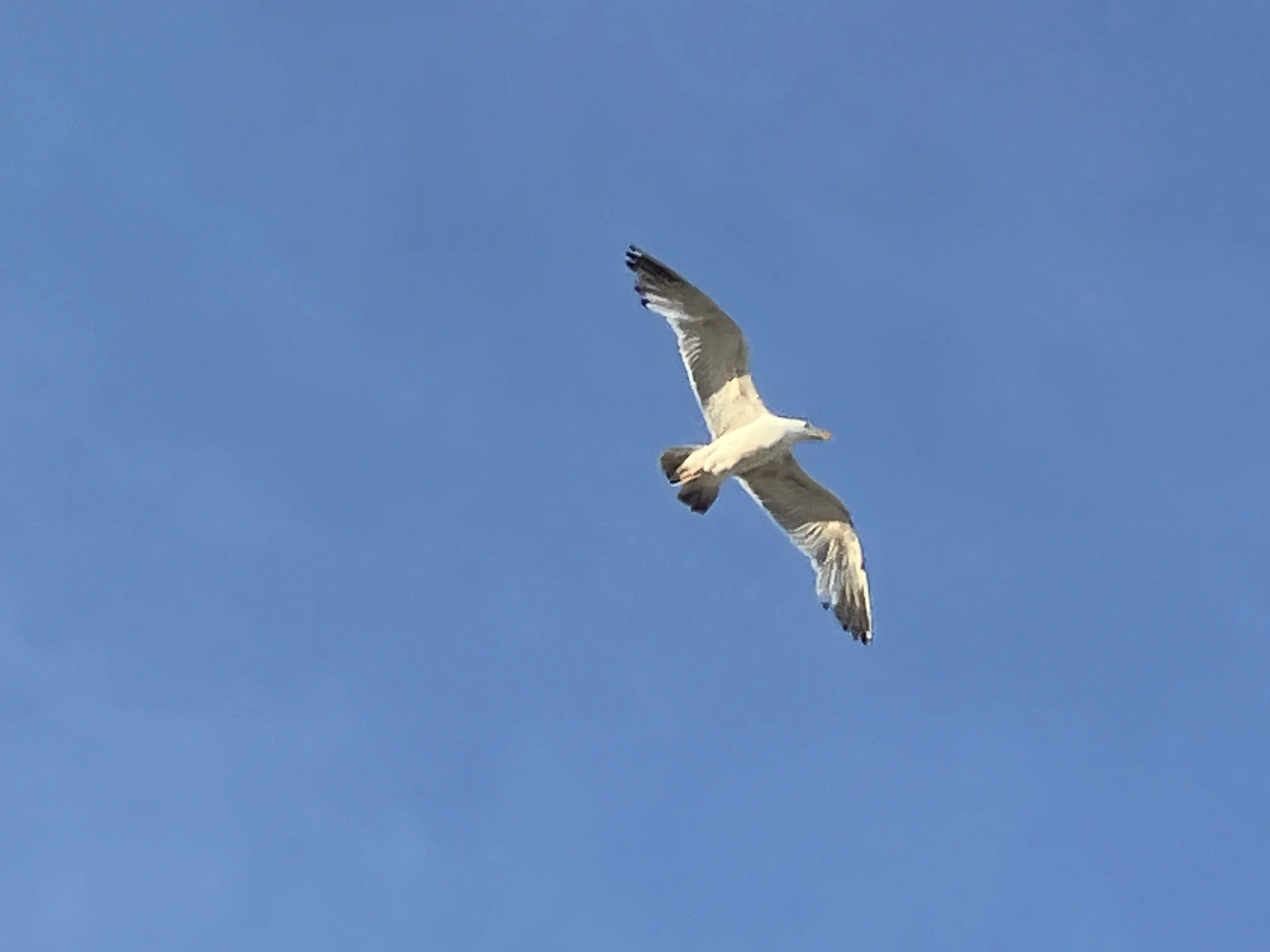 All Level End of Year Practice for Peace