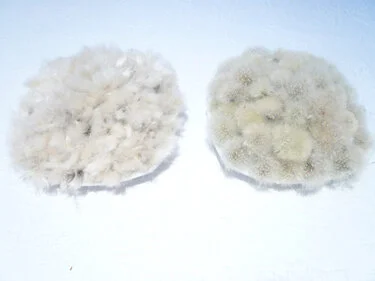dandelion.jpg