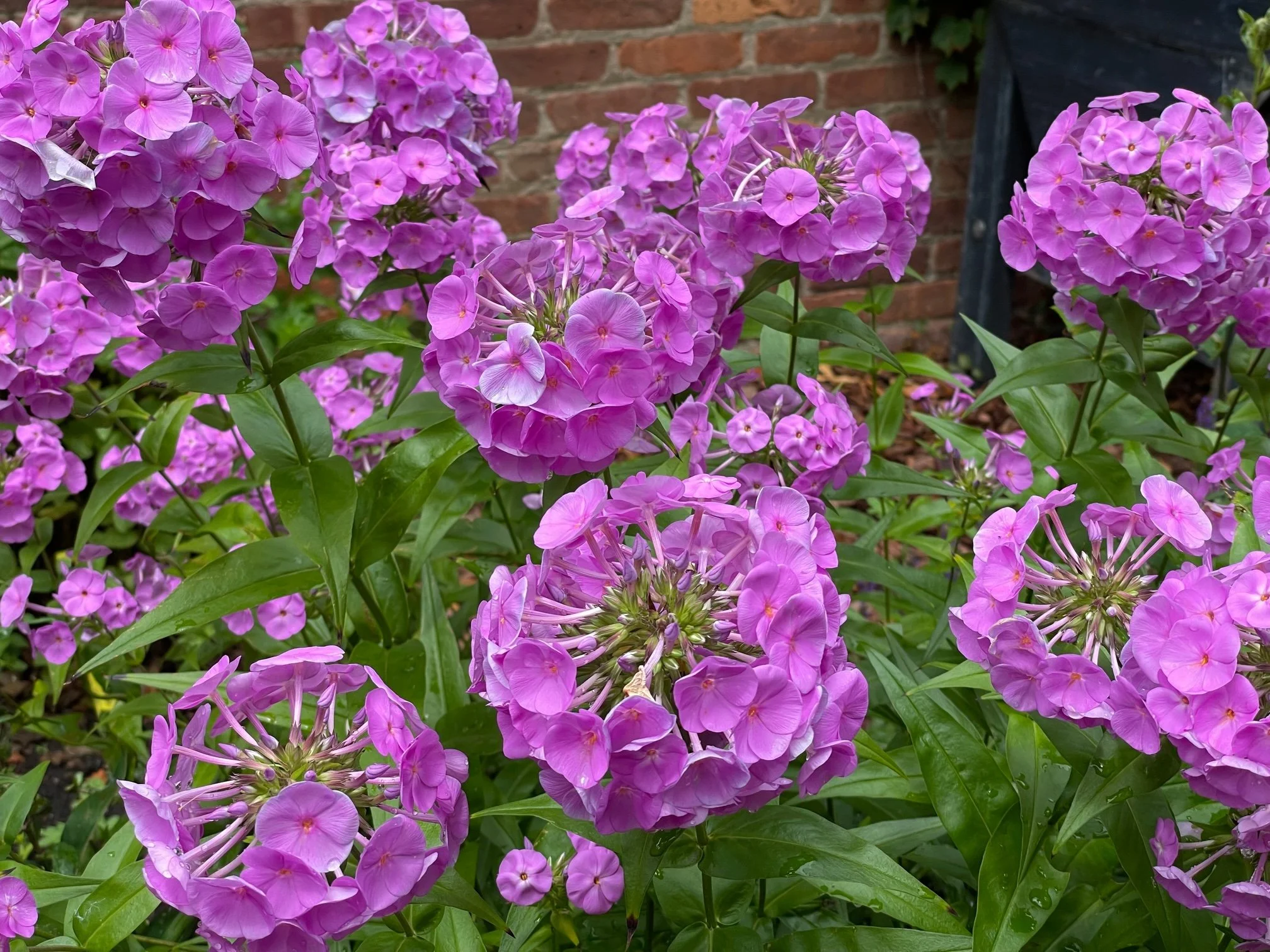 Phlox.jpg