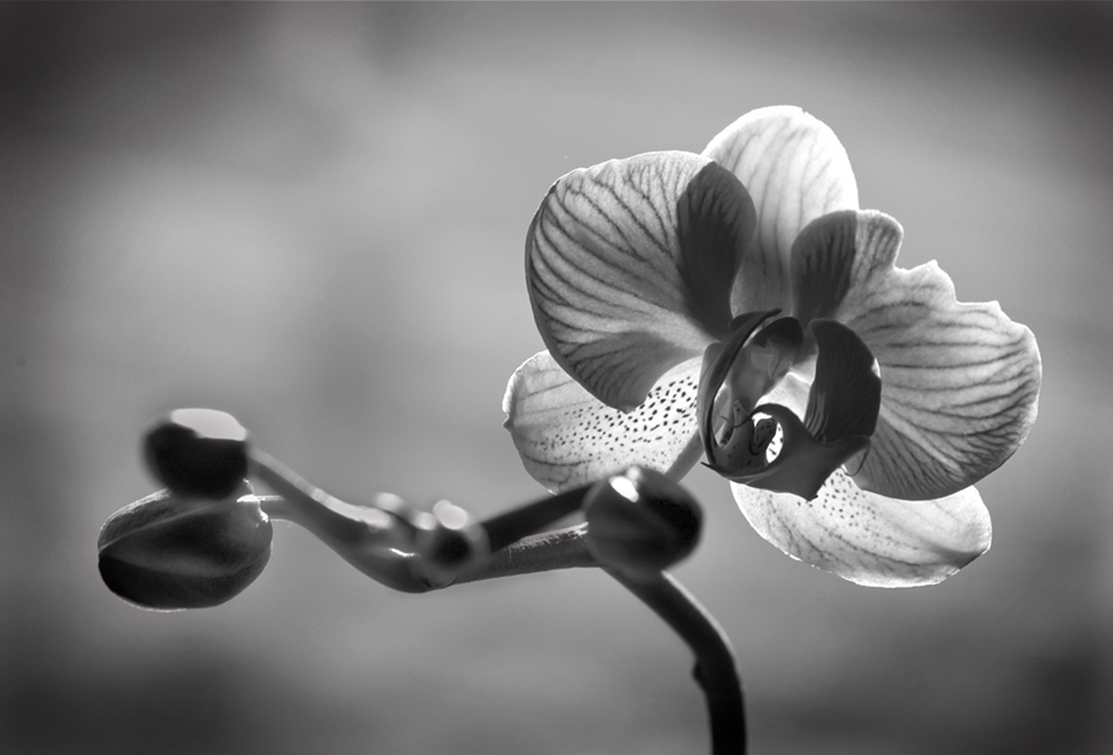black and white orchid.png