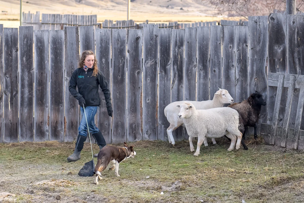 Flynn Dog Training-230-Edit.jpg