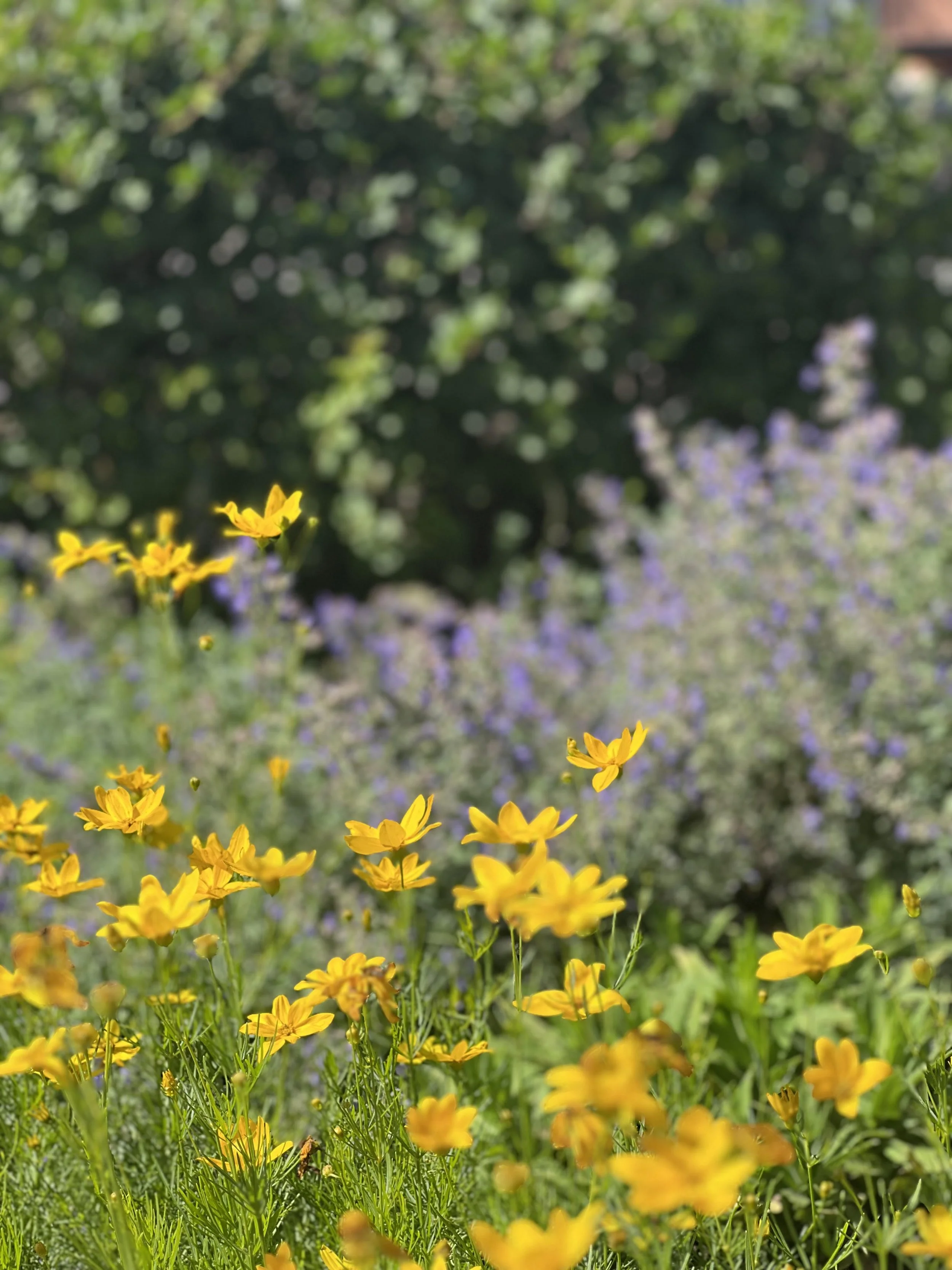 flowers 2.jpg