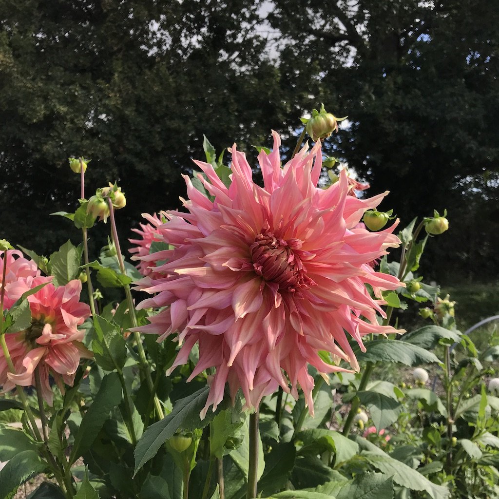 Autumn Gardening Tasks