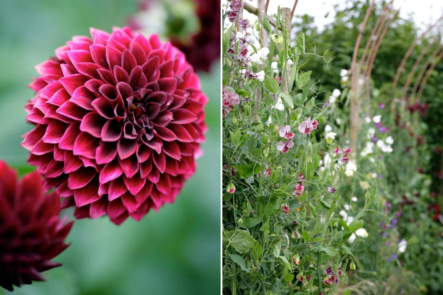 Perch Hill Garden in July