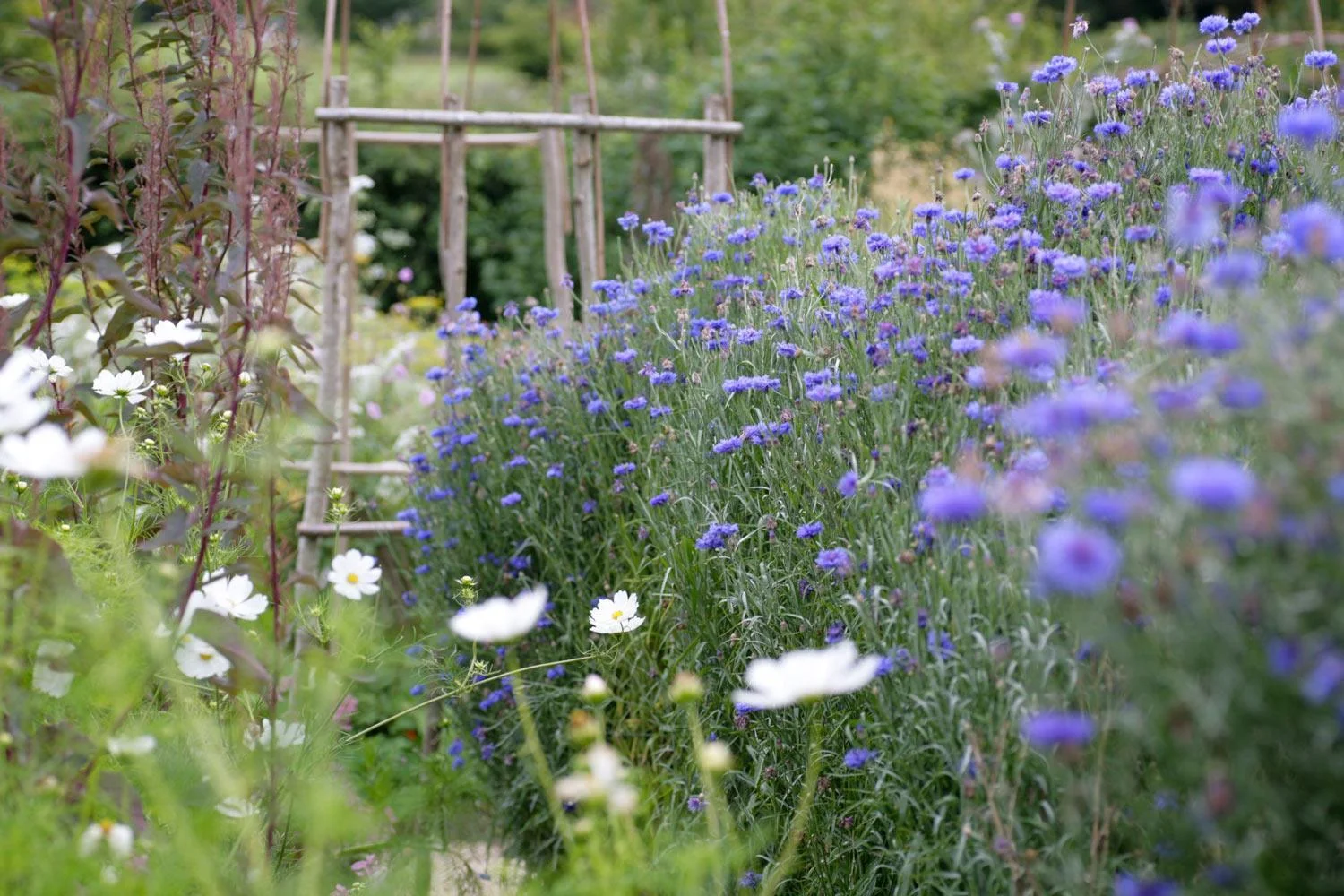 Cut flower beds at Perch Hill