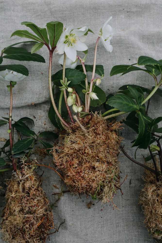 Four hellebore plants are ready for the wreath