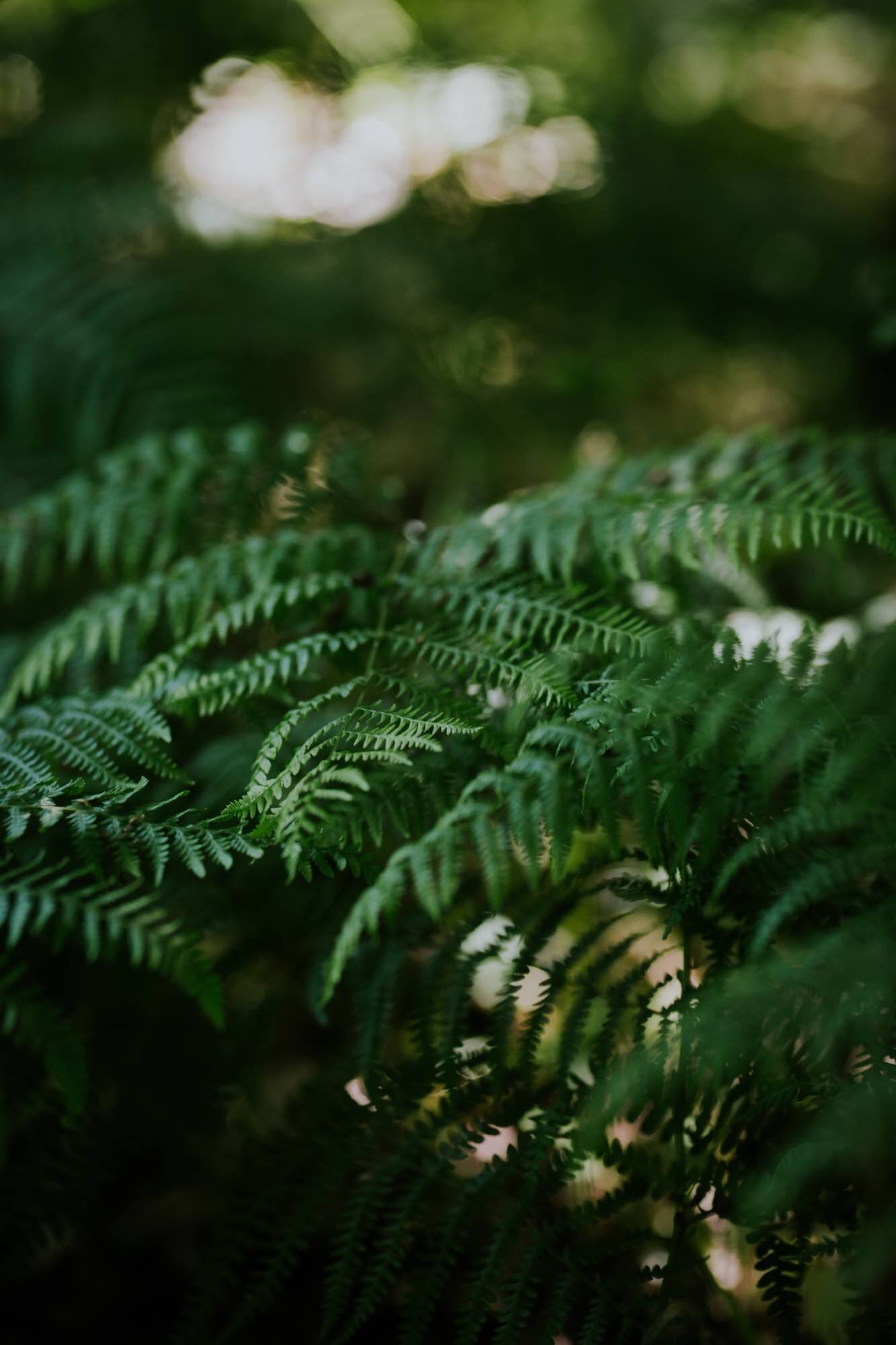 Woodland fern