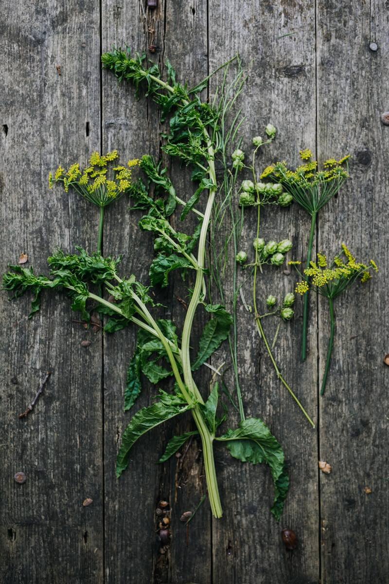 Chard, dill flowers and hops