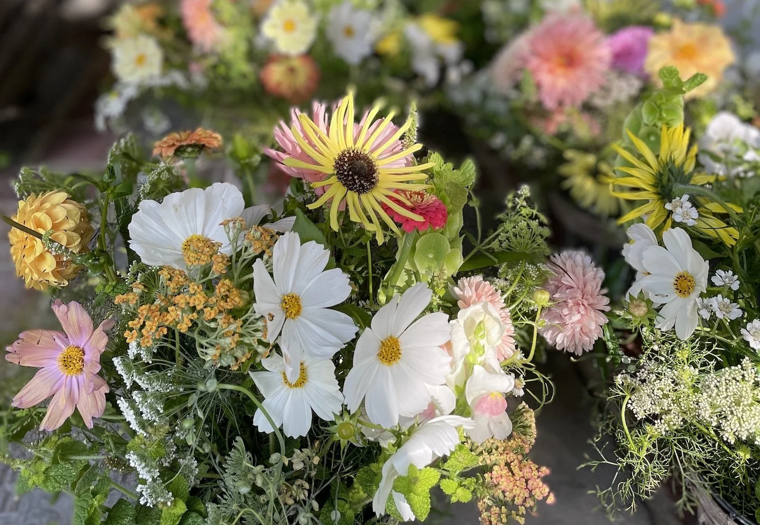 Grow Your Own Cut Flowers