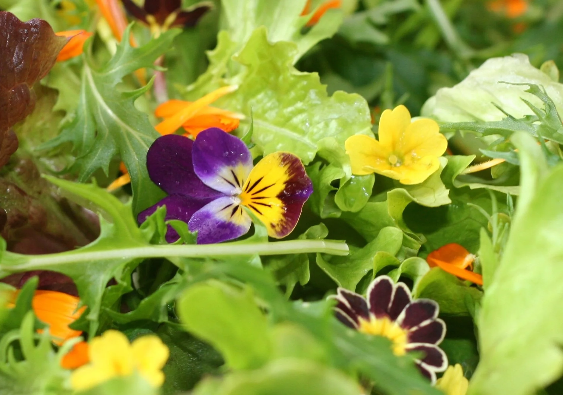 Herbs and Edible Flowers