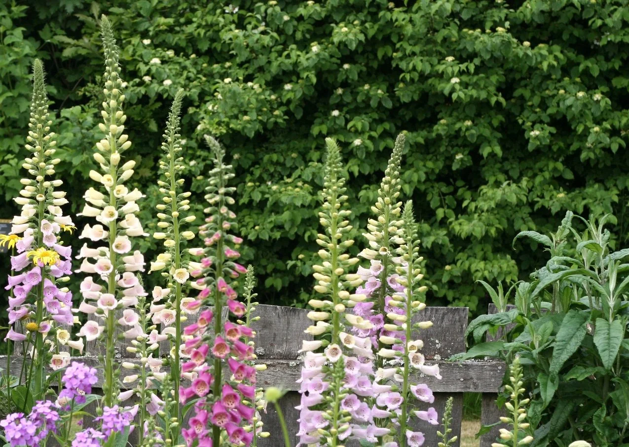 Gardening for Wildlife