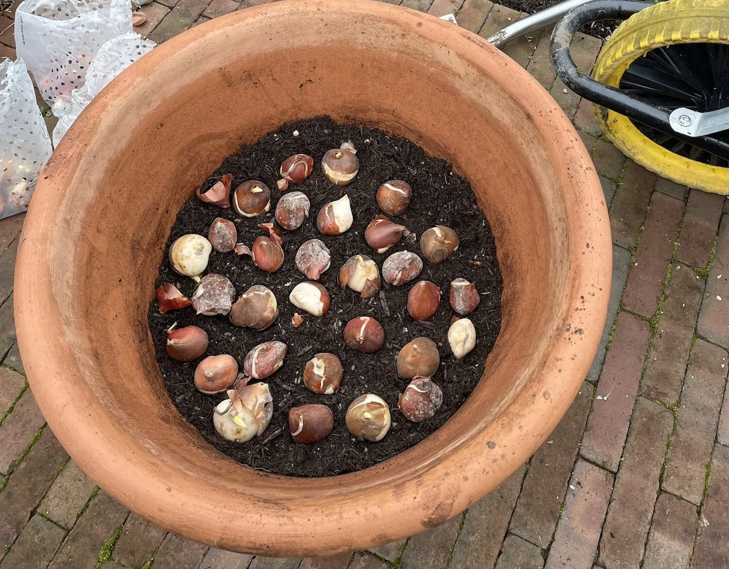 Gardening through the seasons - Autumn