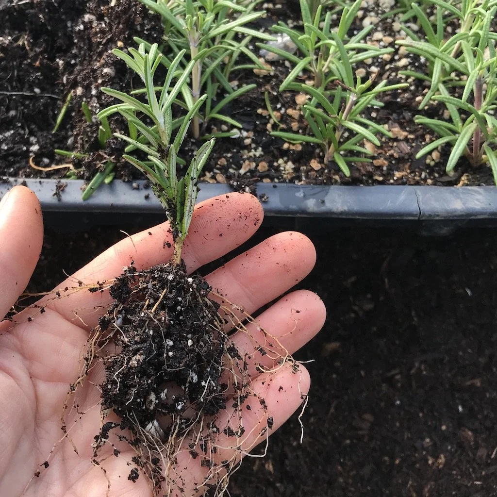 Propagation   -  FULL