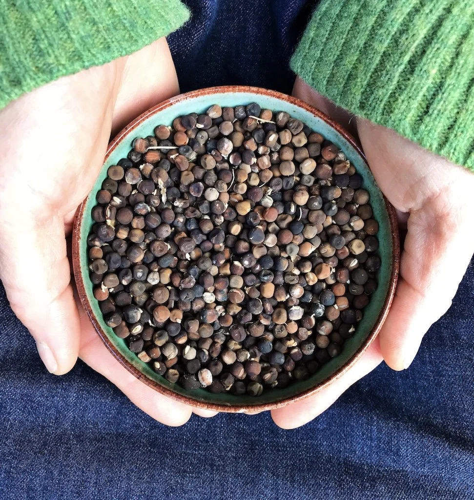 Seed Saving Workshop