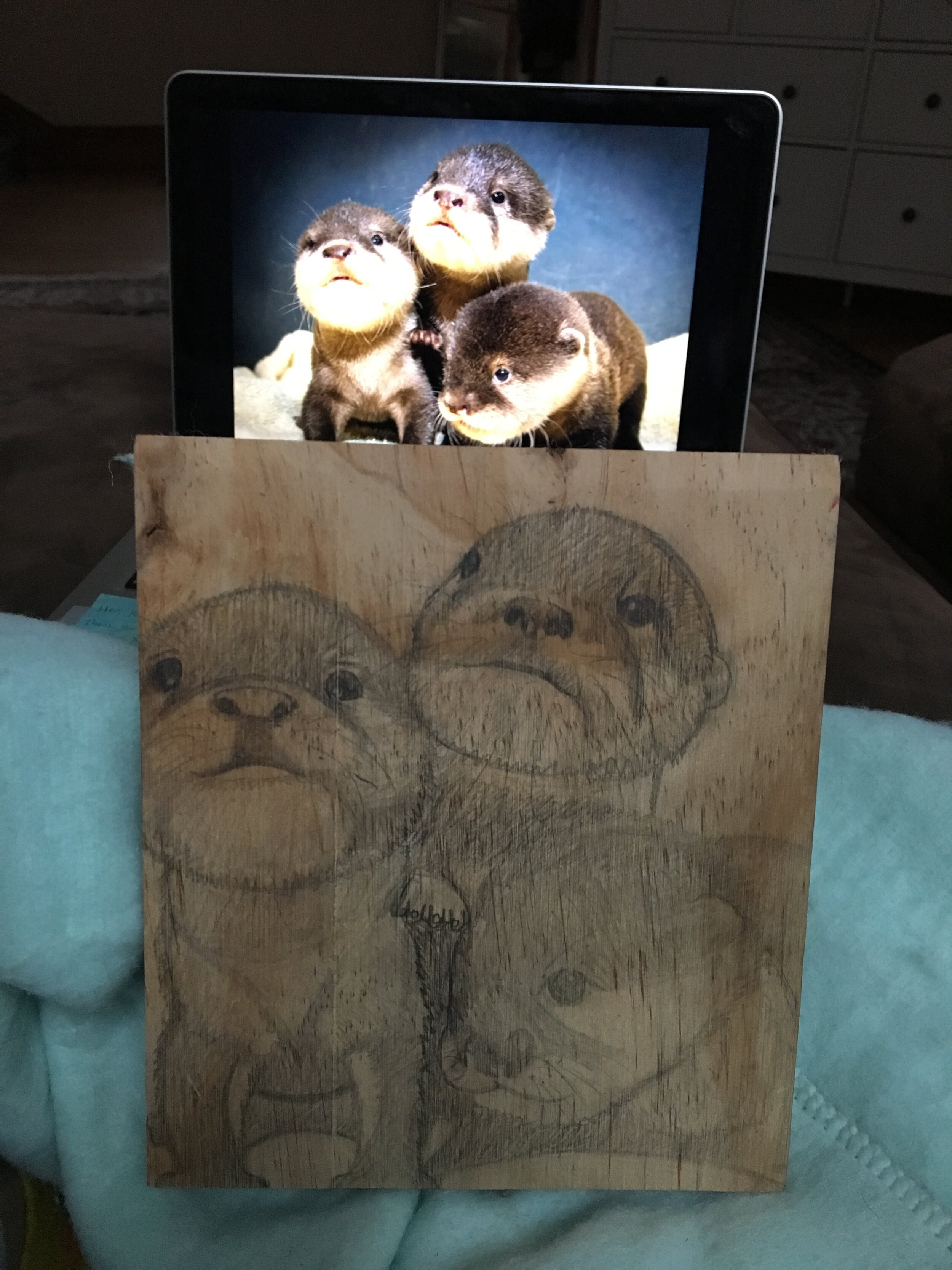 Otters Compair.jpg