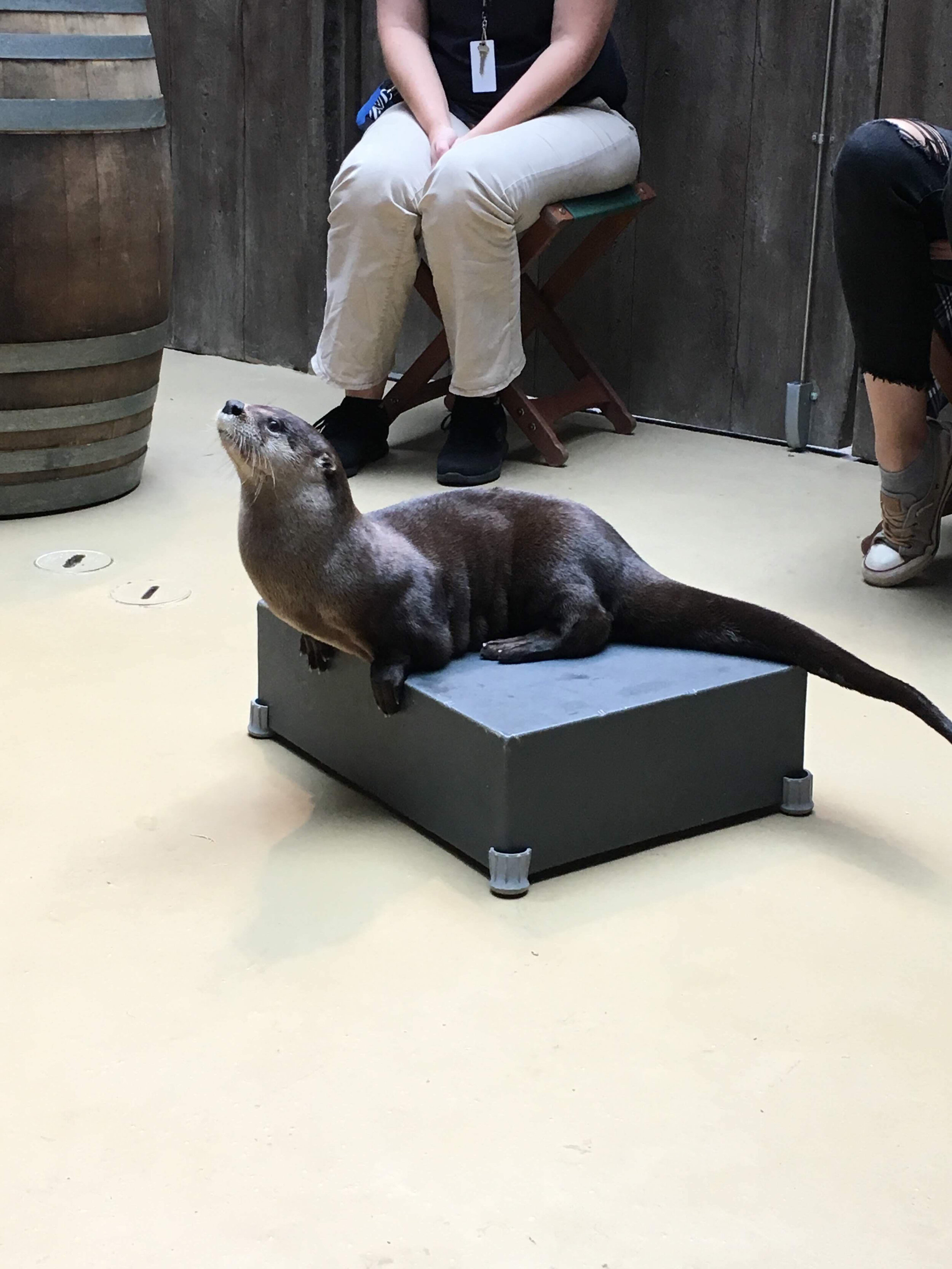 Real Otter.jpg